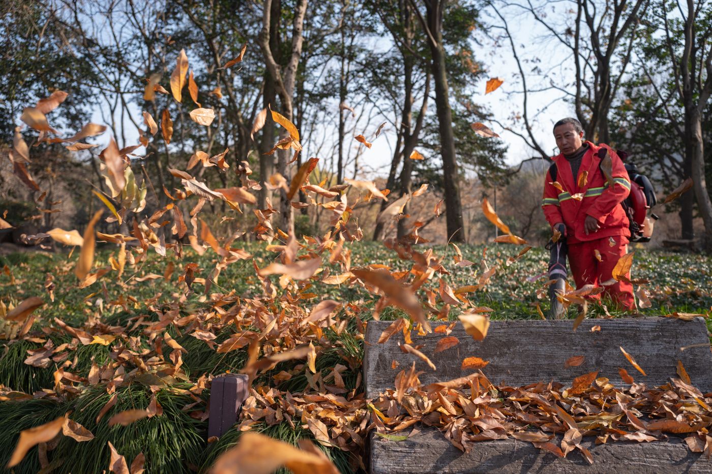 Autumn leaf cleanup with a backpack blower